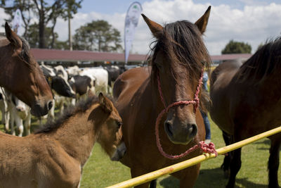 Horses in ranch