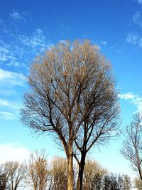 Low angle view of trees against blue sky