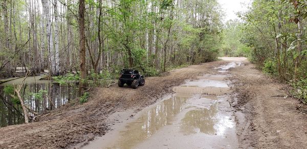 Road amidst trees in forest