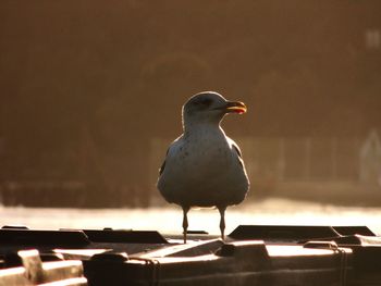 Close-up of bird perching