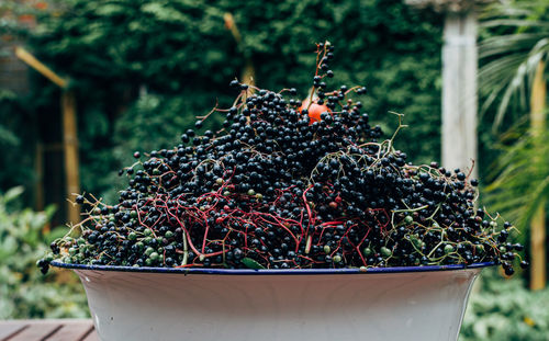 Close-up of elderberries in bowl on table