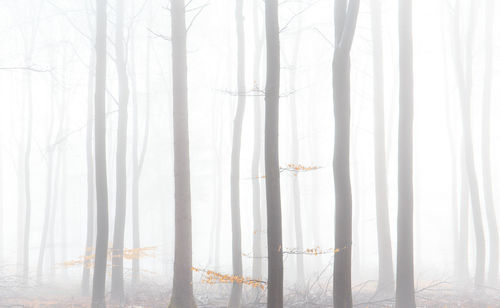 Trees in forest during winter