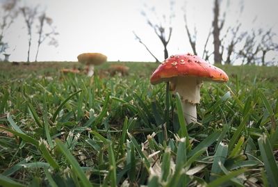 Close-up of mushroom growing on field