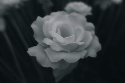 Close-up of flower blooming outdoors