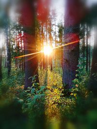 Sunlight streaming through trees during sunset