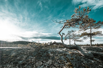 Bare tree against sky during winter