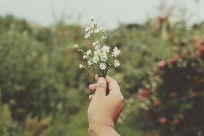 Close-up of hand holding flower