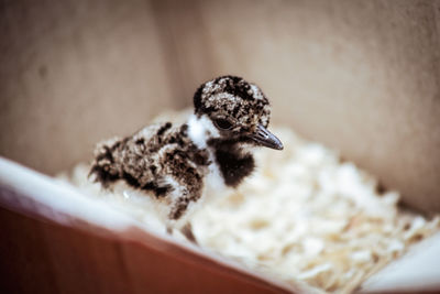 Close-up of a bird