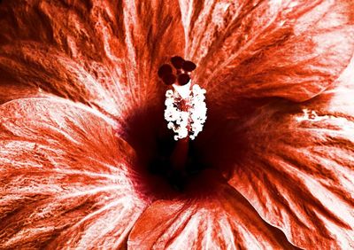 Full frame shot of hibiscus flower