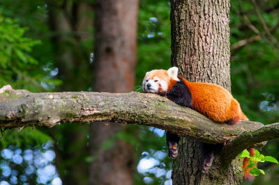 Low angle view of red panda relaxing on tree trunk