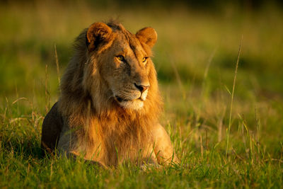 Male lion lies in early morning light