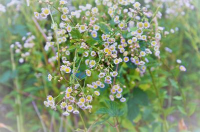 Close-up of flowers blooming outdoors