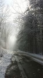 Road passing through forest