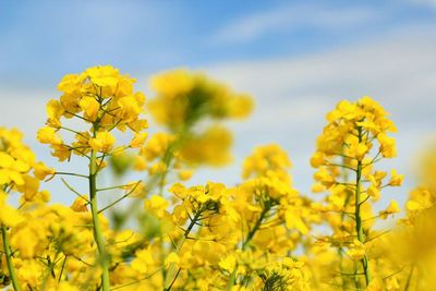 Close-up of yellow flowers blooming in field