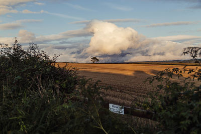 Scenic view of agricultural field against sky