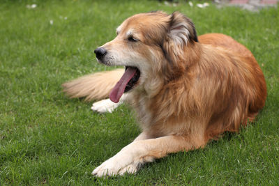 Rear view of golden retriever running on grassy field