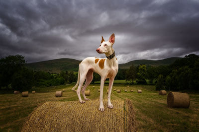 View of a dog on landscape