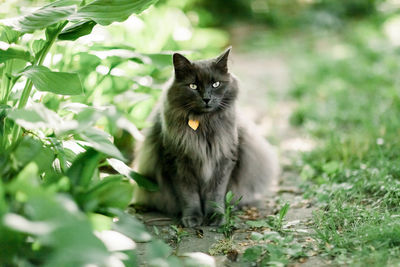 Portrait of cat sitting on ground