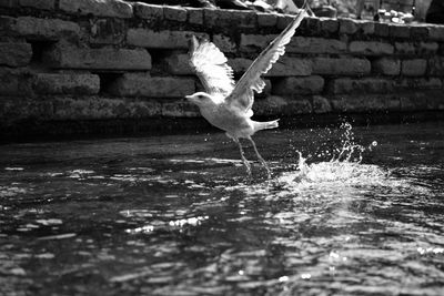 Seagull flying in a water