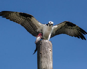 Low angle view of eagle flying against clear sky