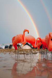 Birds in lake