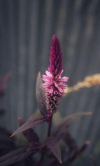 Close-up of pink flower