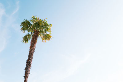 Low angle view of coconut palm tree against sky