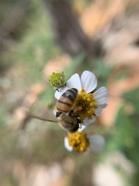 Close-up of bee pollinating on flower