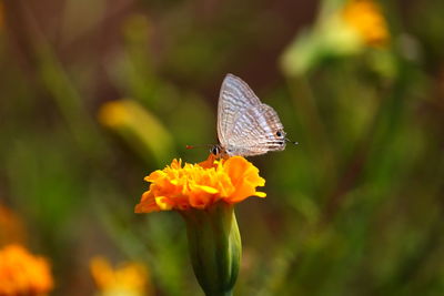 Close-up of butterfly pollinating on maridold flower
