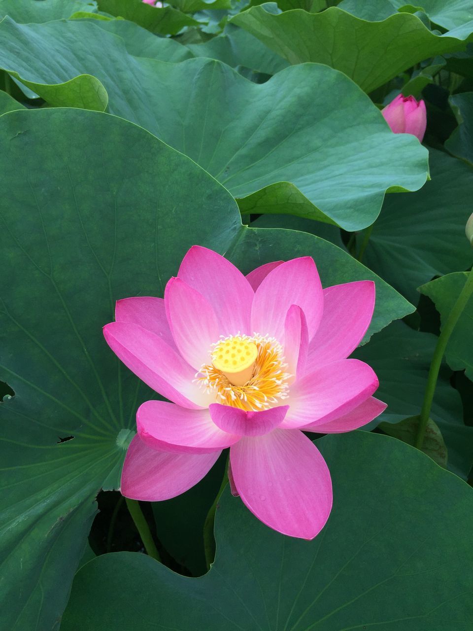 flower, petal, freshness, flower head, fragility, pink color, beauty in nature, single flower, growth, leaf, pollen, blooming, water lily, close-up, nature, plant, high angle view, in bloom, stamen, pond