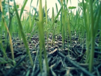 grass