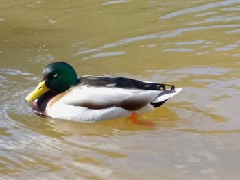 High angle view of duck swimming in lake