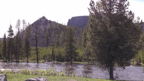 Reflection of trees in water