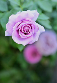 Close-up of pink rose