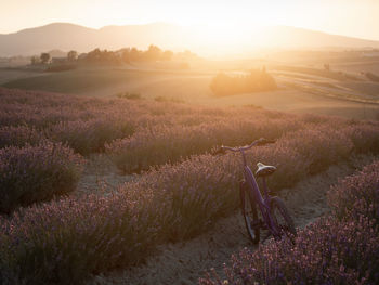 Tuscany lavender countryside