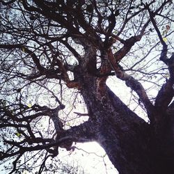 Low angle view of bare trees