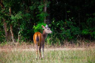 Deer standing in a forest