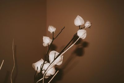 Close-up of white flowers