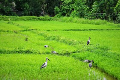 View of birds on grassy land
