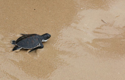 High angle view of crab on sand