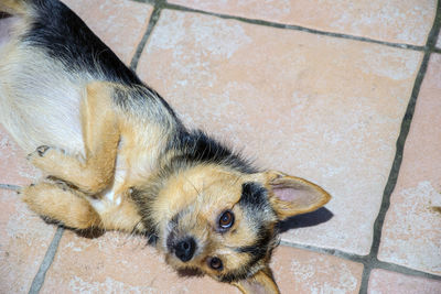 High angle view of puppy sleeping