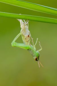 Close-up of insect