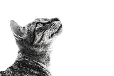 Close-up of a cat looking up over white background