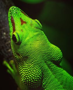 Close-up of green lizard