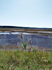 Scenic view of lake against clear sky