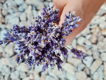 Midsummer lavender harvest - embroidery, journaling, gardening