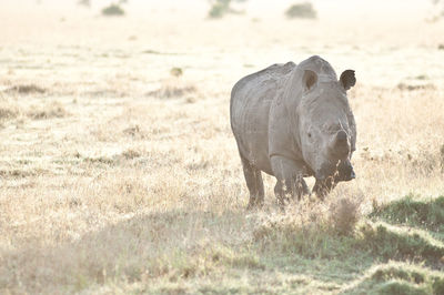 View of animal on field