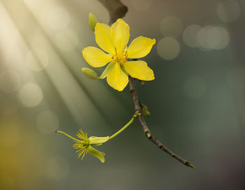 Close-up of yellow flowering plant