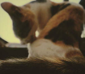 Close-up of dog at home