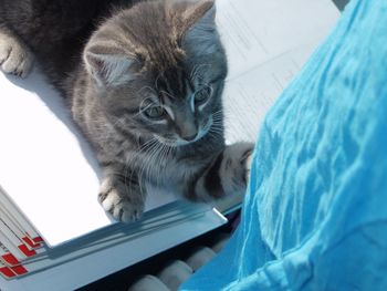 Close-up of cat